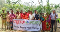 বীরগঞ্জে ক্ষুদ্র নৃ-গোষ্ঠীর মাঝে গাছের  চারা বিতরণ করেছে বসুন্ধরা শুভসংঘ